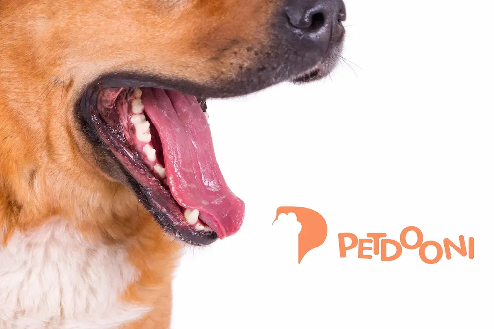 مشکلات شایع دندانی سگ ها در نژاد های خاص و مختلف | راهنمای جامع بهداشت و مراقبت دندان سگ ها در پت شاپ آنلاین پت دونی 1404